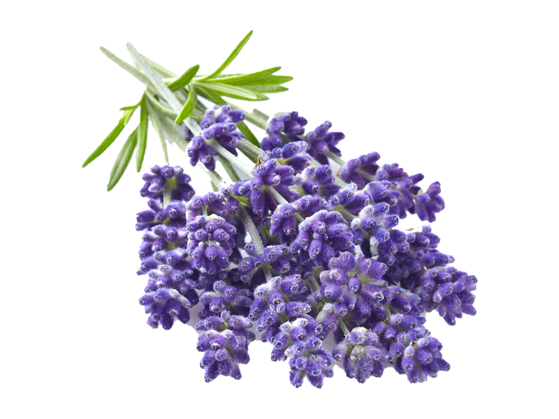 Lavanda angustifoglia Lavance <i>(Lavandula angustifolia "Lavance")</i>