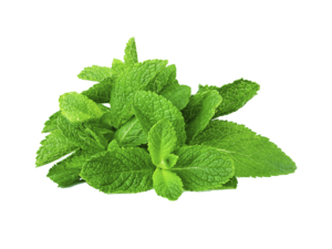 Menta frutti di bosco <i>(Mentha spp "frutti di bosco")</i>