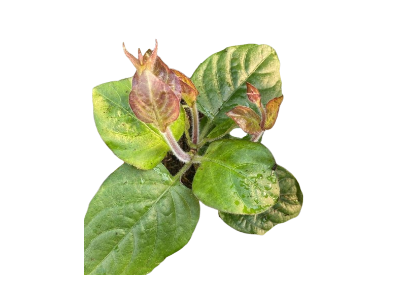 Erba Formaggio<i>(Paedaria lanuginosa)</i>