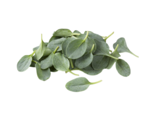 Erba Ostrica<i>(Mertensia maritima)</i>