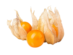 Alchechengio <i>(Physalis alkkengi)</i>