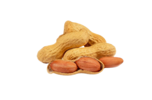 Arachide <i>(Arachis hypogaea)</i>