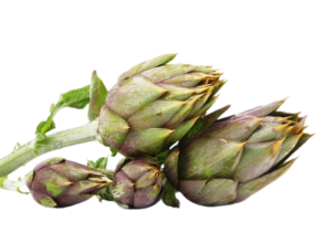 Carciofo Violetto di Albenga<i>(Cymara scolymus)</i>