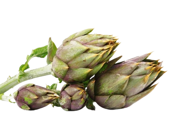 Carciofo Violetto di Albenga<i>(Cymara scolymus)</i>