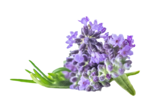 Lavanda Angustifoglia Lamorosia<i>(Lavandula angustifolia lamorosia)</i>