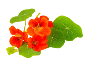 Nasturzio Lucifer<i>(Tropaeolum majus)</i>