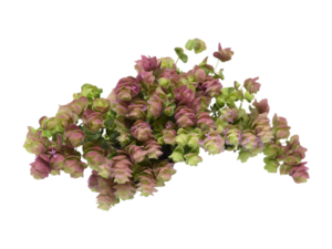 Origano Kirigami<i>(Origanum rotundifolium "Kirigami")</i>