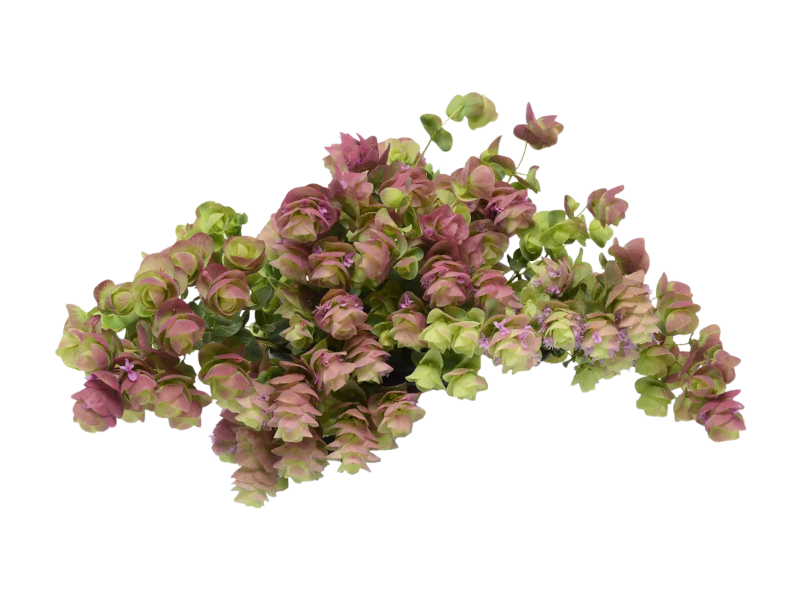 Origano Kirigami<i>(Origanum rotundifolium "Kirigami")</i>