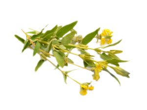 Salvia di Gerusalemme<i>(Phlomis Fruticosa)</i>
