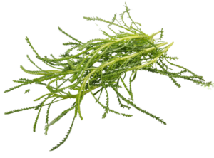 Erba Oliva - Santolina Viridis<i>(Santolina rosmarinifolia)</i>