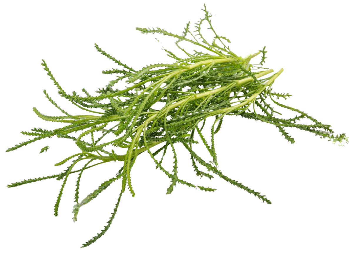 Erba Oliva - Santolina Viridis<i>(Santolina rosmarinifolia)</i>