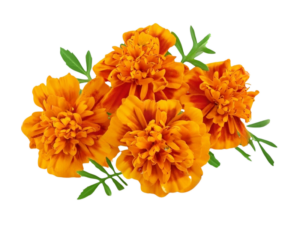 Tageta Filifolia<i>(Tagetes filifolia)</i>