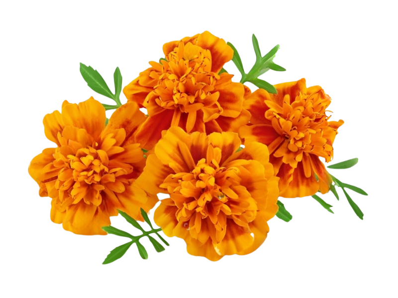 Tageta Filifolia<i>(Tagetes filifolia)</i>