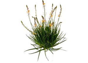 Bulbinella Gialla<i>(Bulbine Fructescens)</i>