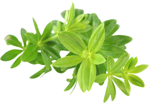 Asperula<i>(Galium odoratum)</i>