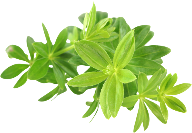 Asperula<i>(Galium odoratum)</i>