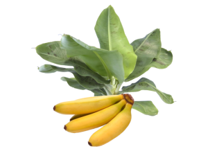 Banano Nano<i>(Musa acuminata)</i>