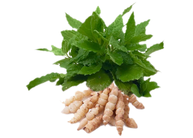 Carciofo cinese<i>(Stachys sieboldii)</i>