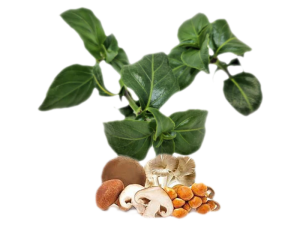 Erba Fungo<i>(Rungia klossii)</i>