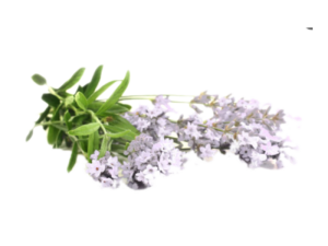Lavanda Angustifoglia Early White<i>(Lavandula angustifolia "Early white" )</i>