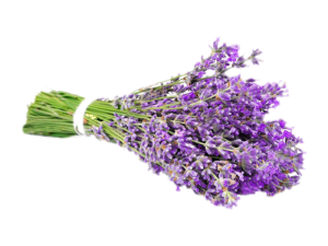 Lavanda Angustifoglia Munstead<i>(Lavandula angustifolia "Munstead" )</i>