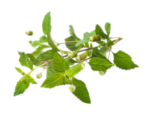 Lippia Dulcis<i>(Phyla dulcis)</i>