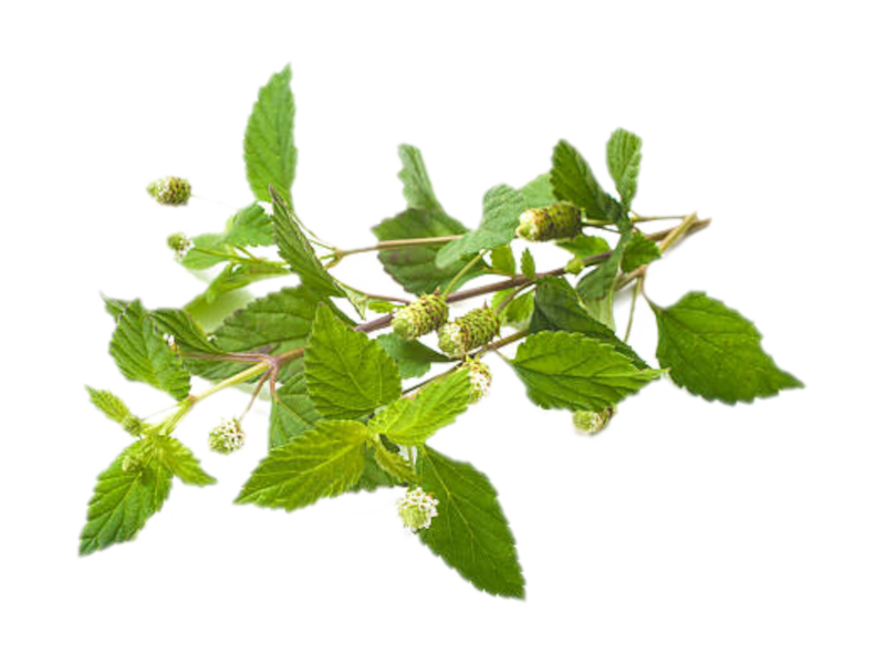 Lippia Dulcis<i>(Phyla dulcis)</i>