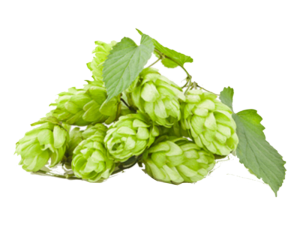 Luppolo<i>(Humulus lupulus)</i>