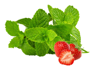 Menta Fragola<i>(Mentha suaveolens f.)</i>