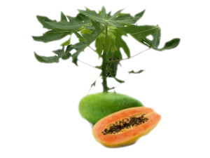 Papaya<i>(Carica papaya)</i>
