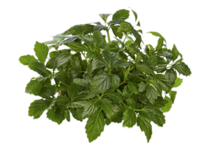 Erba della vita<i>(Gynostemma pentaphyllum)</i>