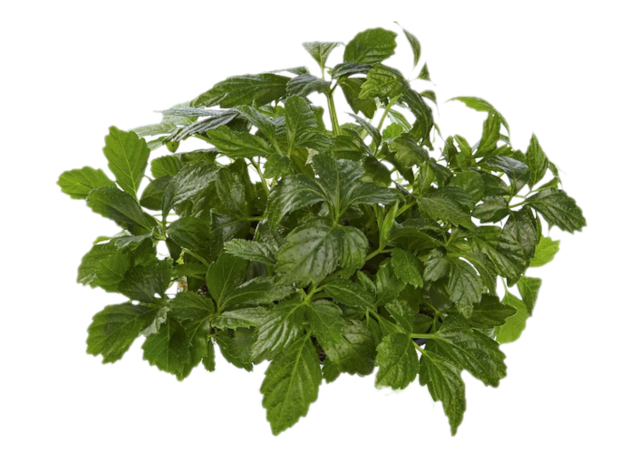 Erba della vita<i>(Gynostemma pentaphyllum)</i>
